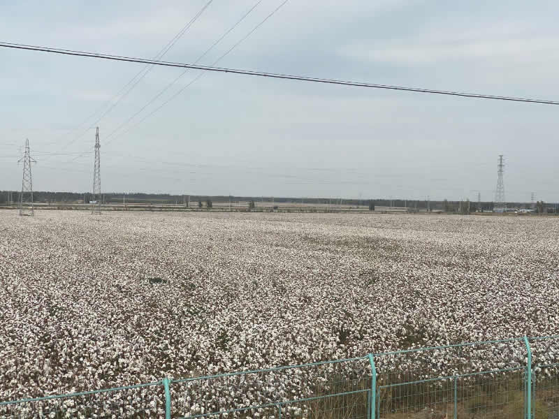 棉花种植