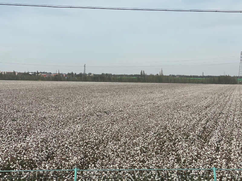 棉花种植